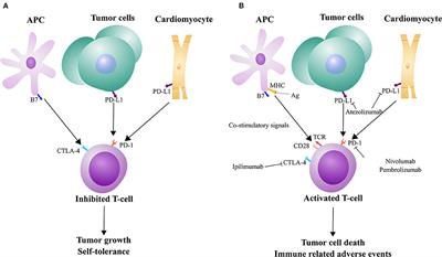 Immune Checkpoint Inhibitors: Cardiotoxicity in Pre-clinical Models and Clinical Studies